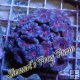 Pink Center Acan Colony Pink Center Acan Colony