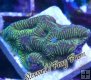 Neon Striped Platygyra (Maze Coral)