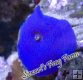 Blue Velvet Mushroom