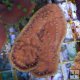 Turbinaria Reniformis