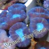Blue Centered Trumpet Coral Blue Centered Trumpet Coral