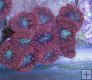 Bright Red Blastomussa Colony