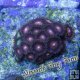 Ring of Death Zoanthid