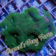 Bright Green Acan Bowerbanki