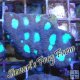 War Coral Favia