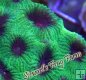 Favia Green & Purple