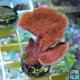 Red Montipora Capricornus
