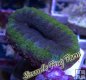 Lobophyllia - Green & Purple Lobophyllia - Green & Purple