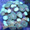 Bright Green Trumpet Coral Bright Green Trumpet Coral