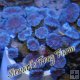 Purple & Blue Trumpet Coral Purple & Blue Trumpet Coral