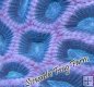 Pink & Blue Prism Favia Pink & Blue Prism Favia