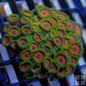 Eagle Eye Zoanthid
