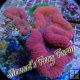 Red Scolymia