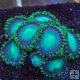 Atomic Green Zoanthid Atomic Green Zoanthid