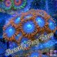 Fire & Ice Zoanthid