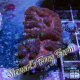 Red Symphyllia Wellsi