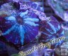Blue Stripe Mushroom Blue Stripe Mushroom