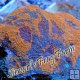 Orange Crush Acan