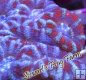 Acan Hillae - Candy Cane Acan Hillae - Candy Cane