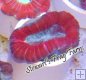Red & Green Trachyphyllia #2