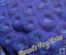 Acan Rotundoflora - Purple & Blue Acan Rotundoflora - Purple & Blue