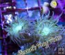 Green Duncan Polyps