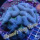 Blue Green Symphyllia Blue Green Symphyllia