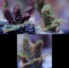 Frag Pack #6 Frag Pack #6