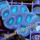 Pink & Blue Prism Favia