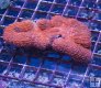 Large Red Lobophyllia