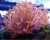 LPS Corals