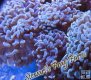 Pink Hammer Head Coral
