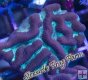 Green & Red Platygyra (Maze Coral)