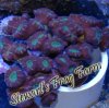 Candy Cane Trumpet Coral Candy Cane Trumpet Coral