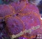 Purple & Orange Rhodactis Mushroom Purple & Orange Rhodactis Mushroom