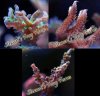 Frag Pack #5 Frag Pack #5