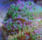 Pink Tip Torch Coral