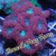 Blastomussa Merletti - Red & Green