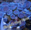 Purple & Blue Trumpet Coral Purple & Blue Trumpet Coral