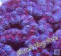 Acan Lord - Red & Blue Acan Lord - Red & Blue