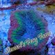 Rainbow Scolymia