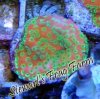Sunset Montipora Sunset Montipora