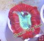 Red & Green Trachyphyllia #1