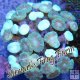 Bright Green Trumpet Coral Bright Green Trumpet Coral